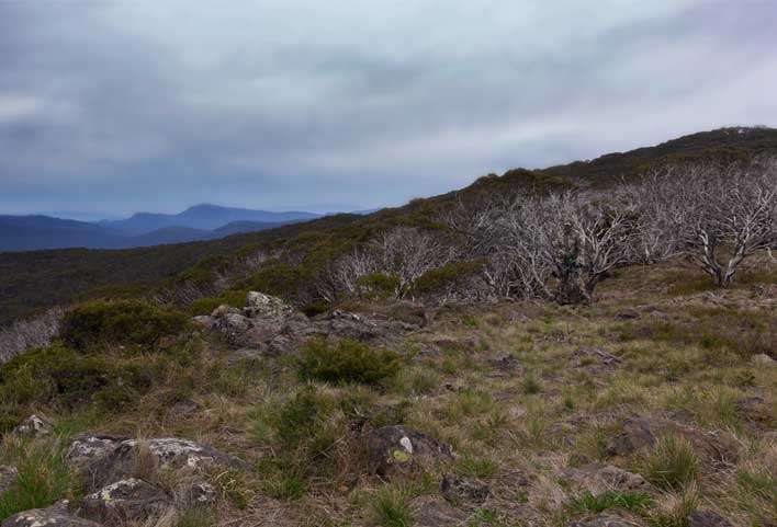 Open Country Camouflage