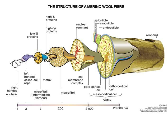 merino wool