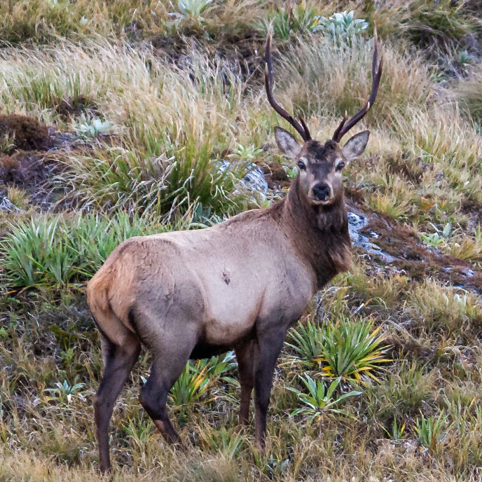 fiordland wapiti